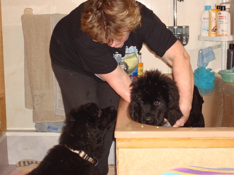 CHEYENNE et ses BEBES 2011