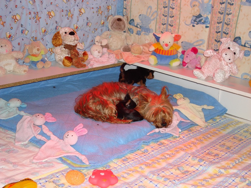 boubou est maman de 2 petites boules noir et feu