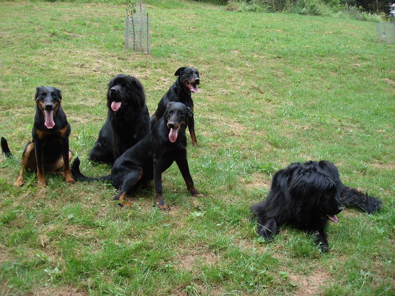 Les FILLES avec les autres animaux de la maison et la Famille